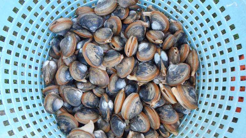 Surf Clams in Basket