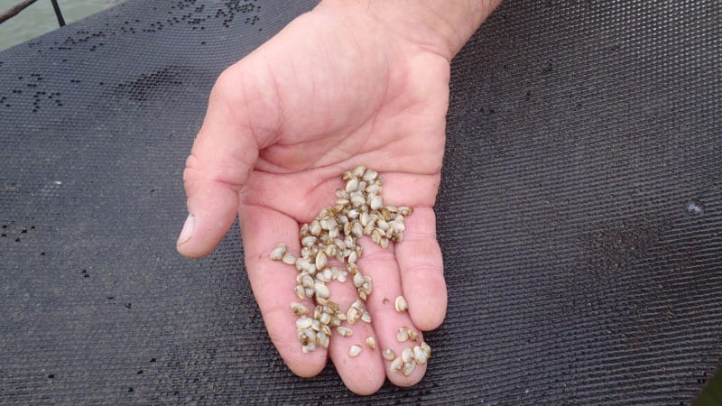 Surf Clams in Hand