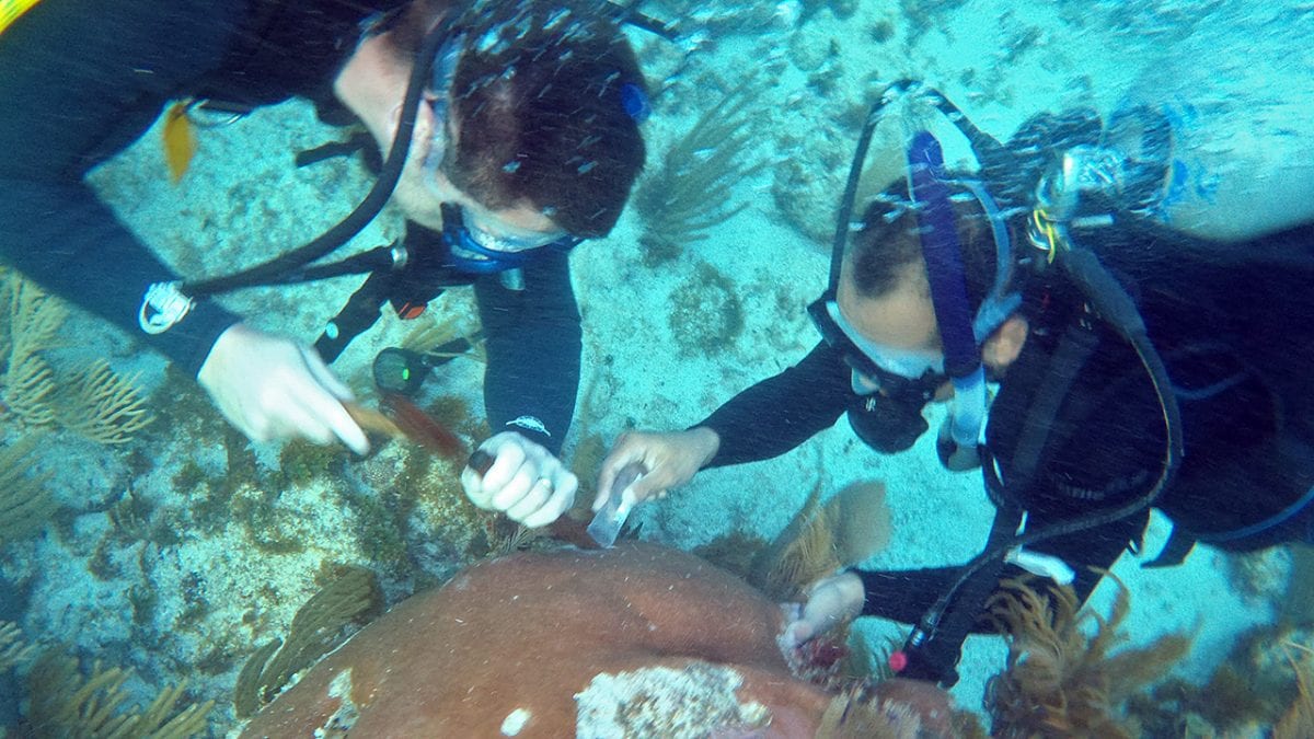 Coral Investigators