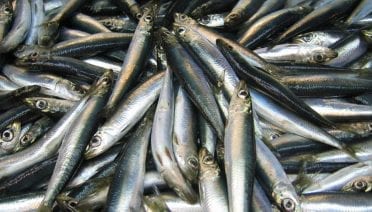 WHOI Led Research Team Receives Funding to Develop Ocean Temperature Forecast System