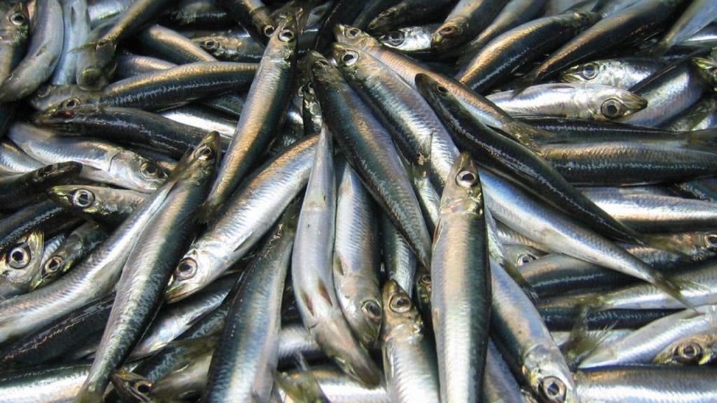 herring800.jpg