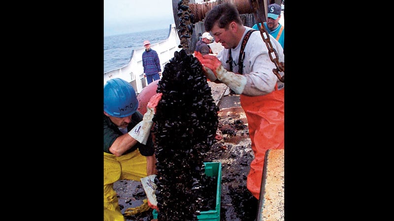 Mussel Farming