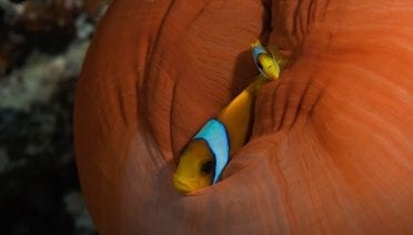 Happy Hallow-Marine
