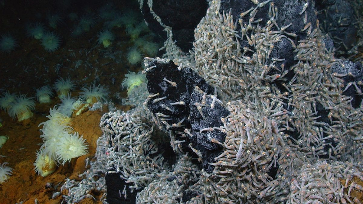 Seafloor Surprises