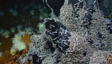 Seafloor Surprises