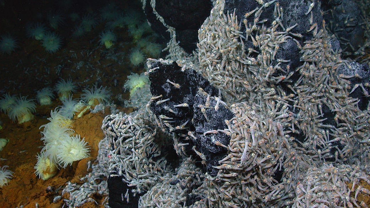 Seafloor Surprises