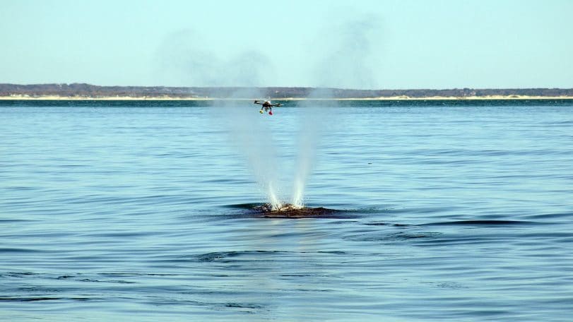 Scientists Reveal Secrets of Whales