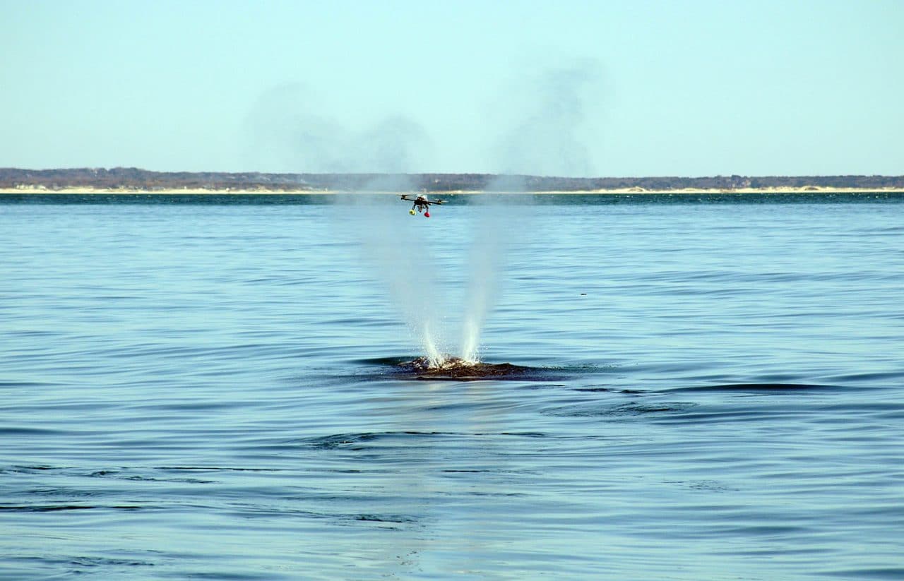 Scientists Reveal Secrets of Whales