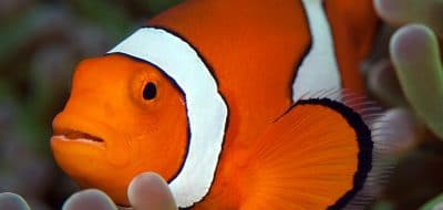 The Marine Reserve Goldilocks Problem