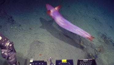 Octopus Antics