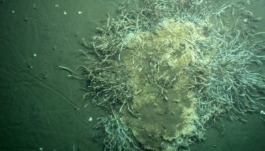 Seafloor Life