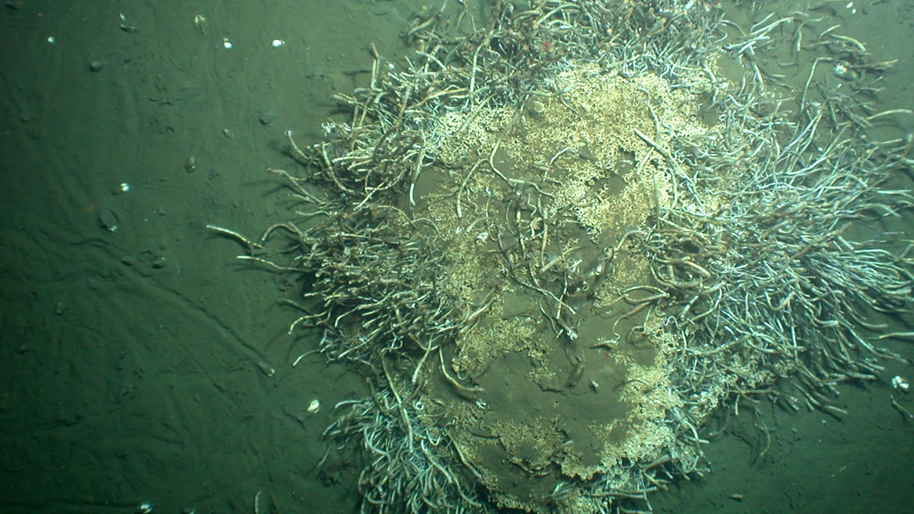 Seafloor Life