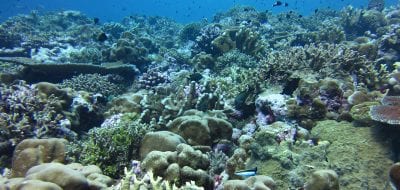 Scientists Pinpoint How Ocean Acidification Weakens Coral Skeletons