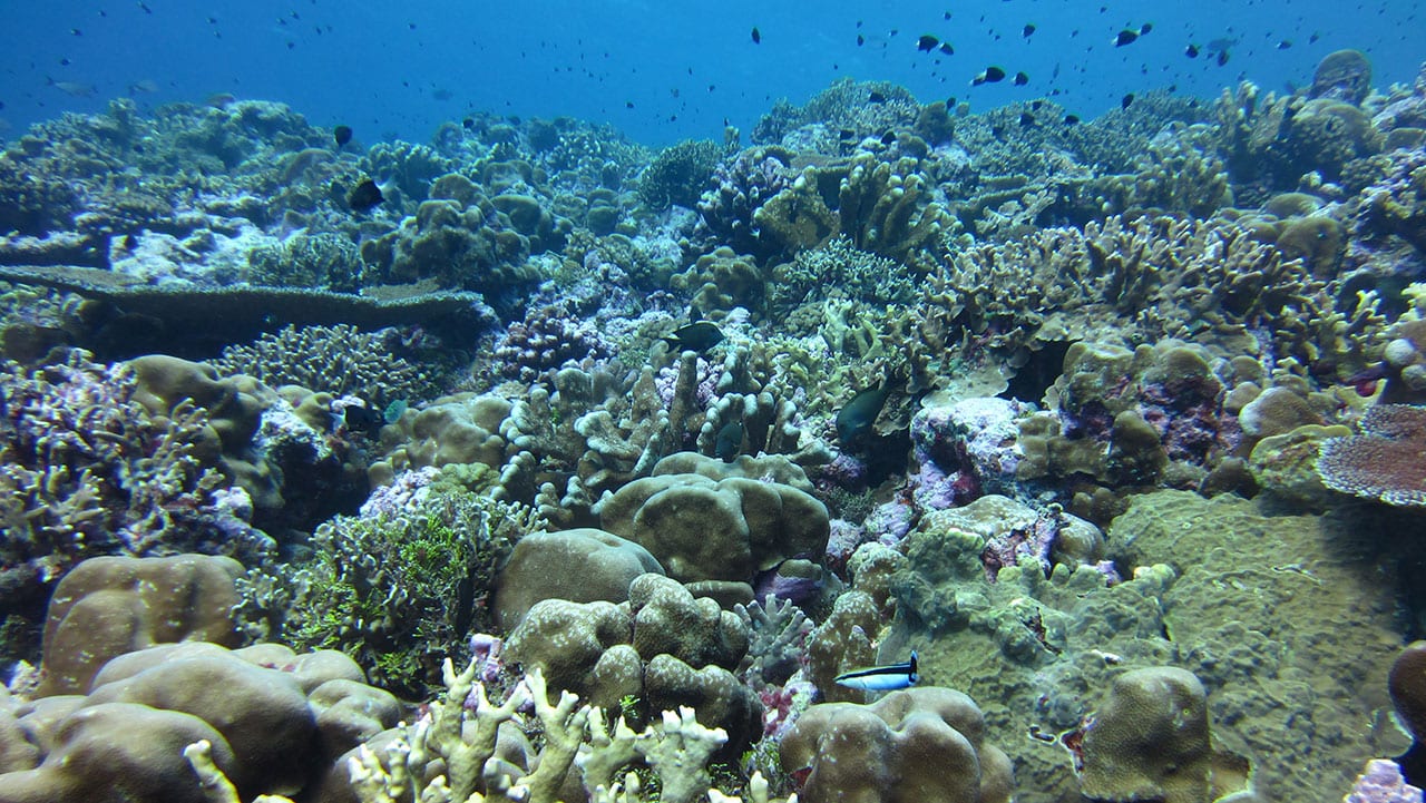 Indo-Pacific corals cope better in higher ocean temperatures