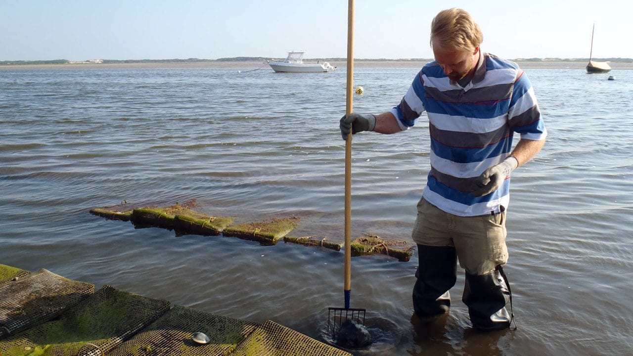 Can Clams And Oysters Help Clean Up Waterways Woods Hole