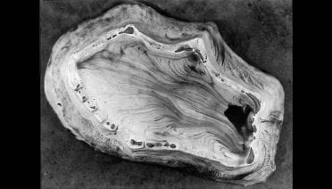 A Nuclear Model