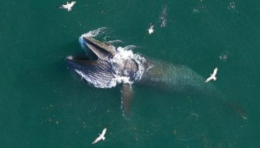 Lunge Feeding