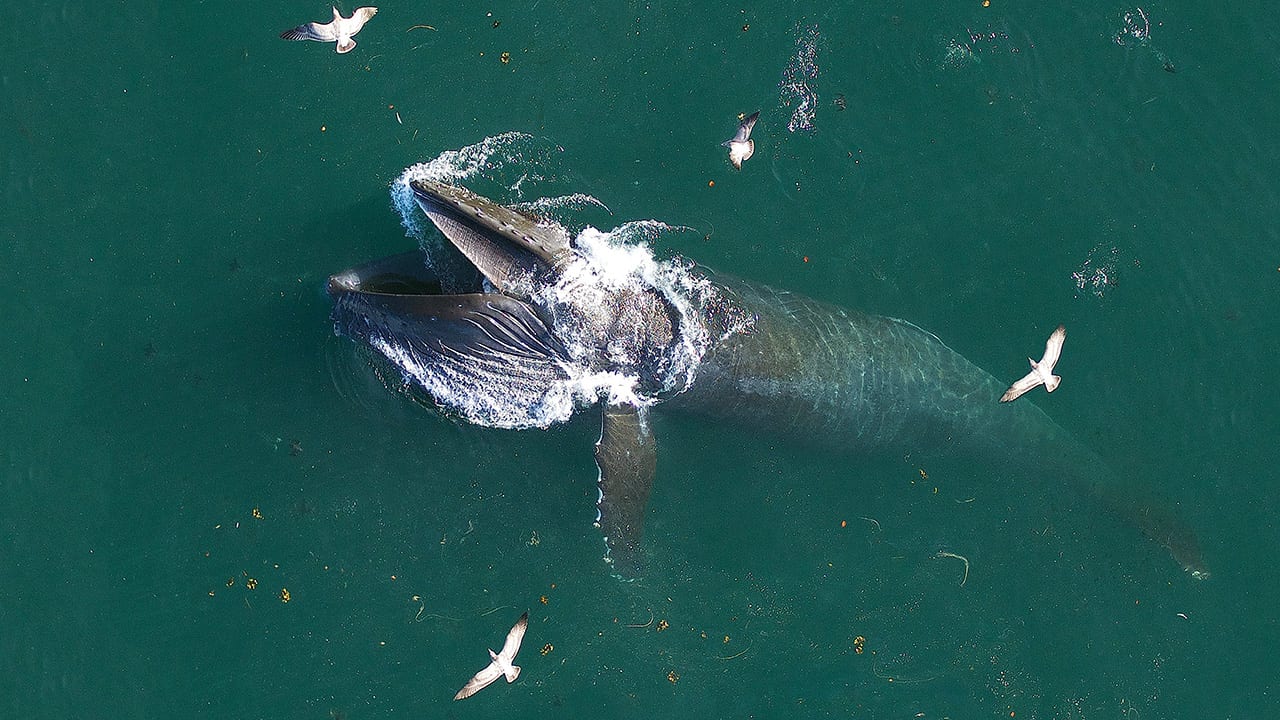 Lunge Feeding