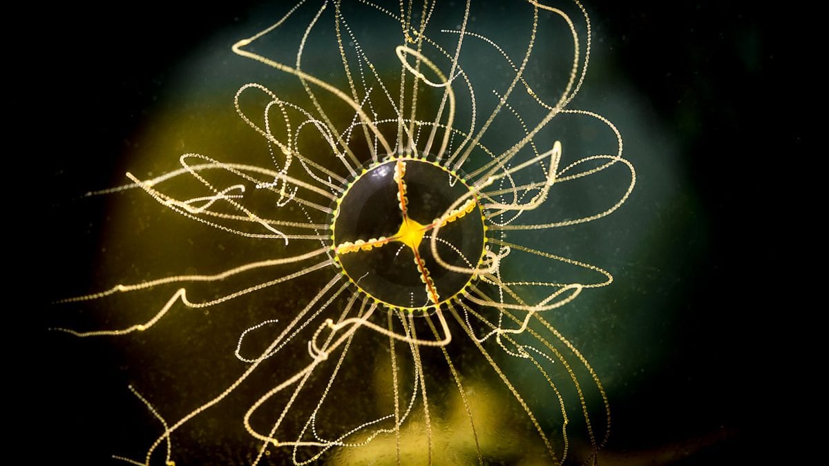 Tiny Jellyfish with a Big Sting