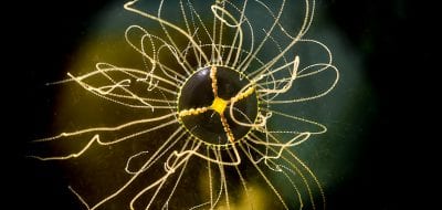 Tiny Jellyfish with a Big Sting