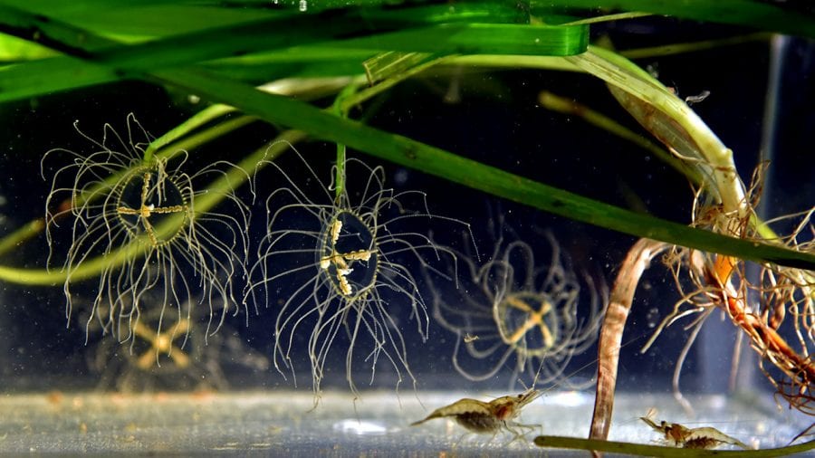 Jellyfish---Lubov-Petrova,-Primorsky-Aquarium-20150811-IMG_9892_479375.jpg