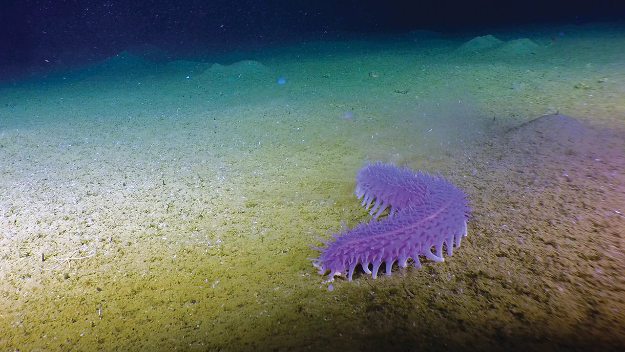 I See a Purple Sea Cucumber
