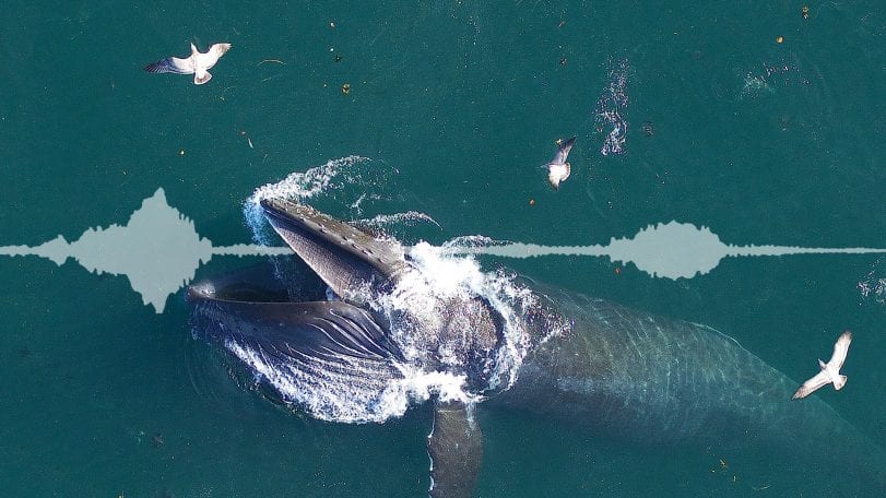 Scientists Reveal Secrets of Whales