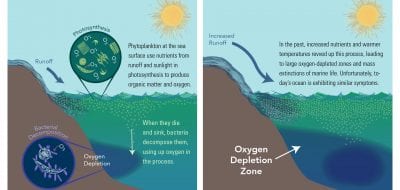 Will Oxygen in the Ocean Continue to Decline?