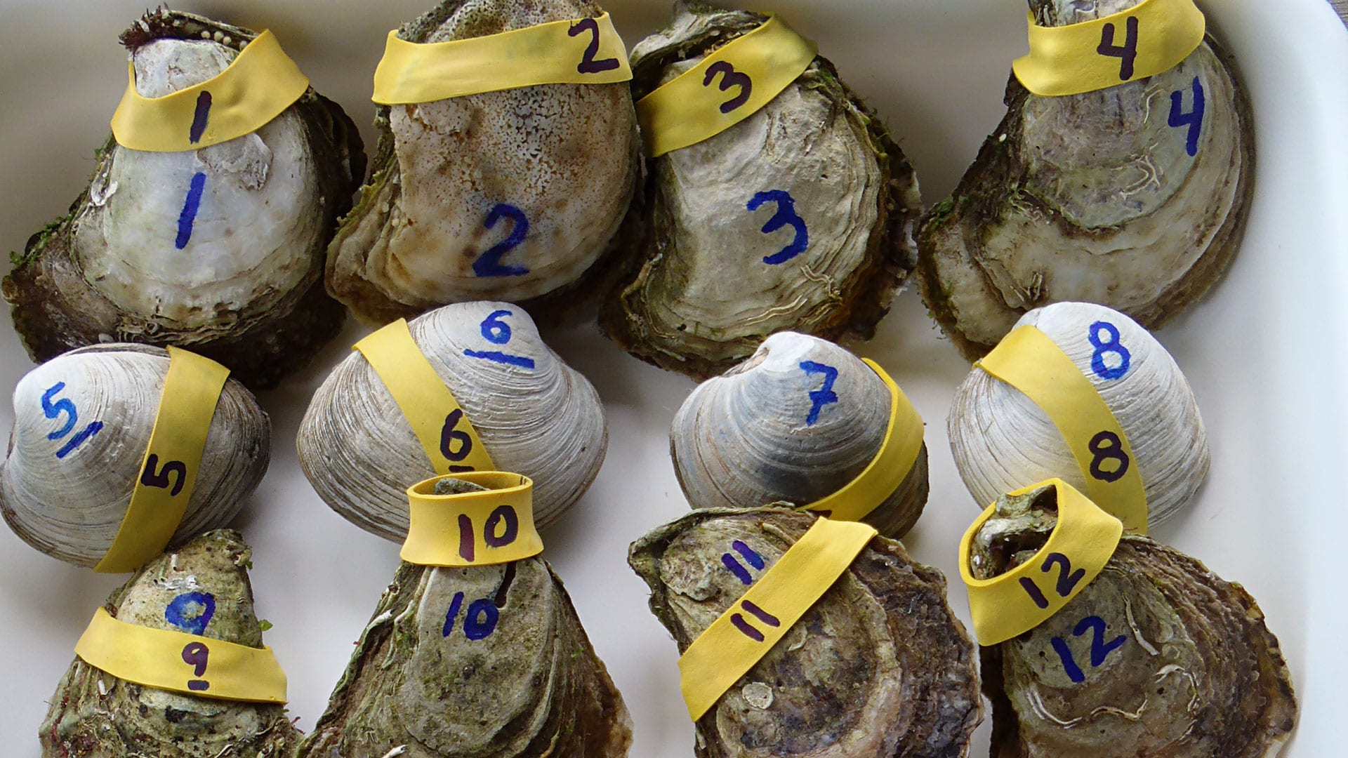 Can Clams and Oysters Help Clean Up Waterways?