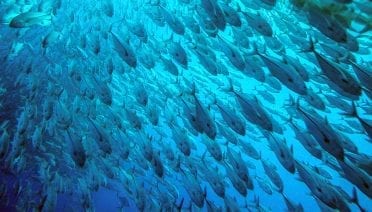 Corals Under Threat