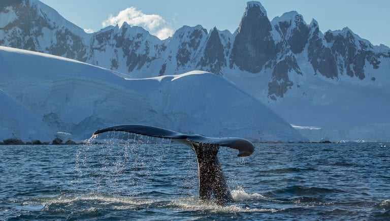 Monitoring Bacteria on Whale Skin
