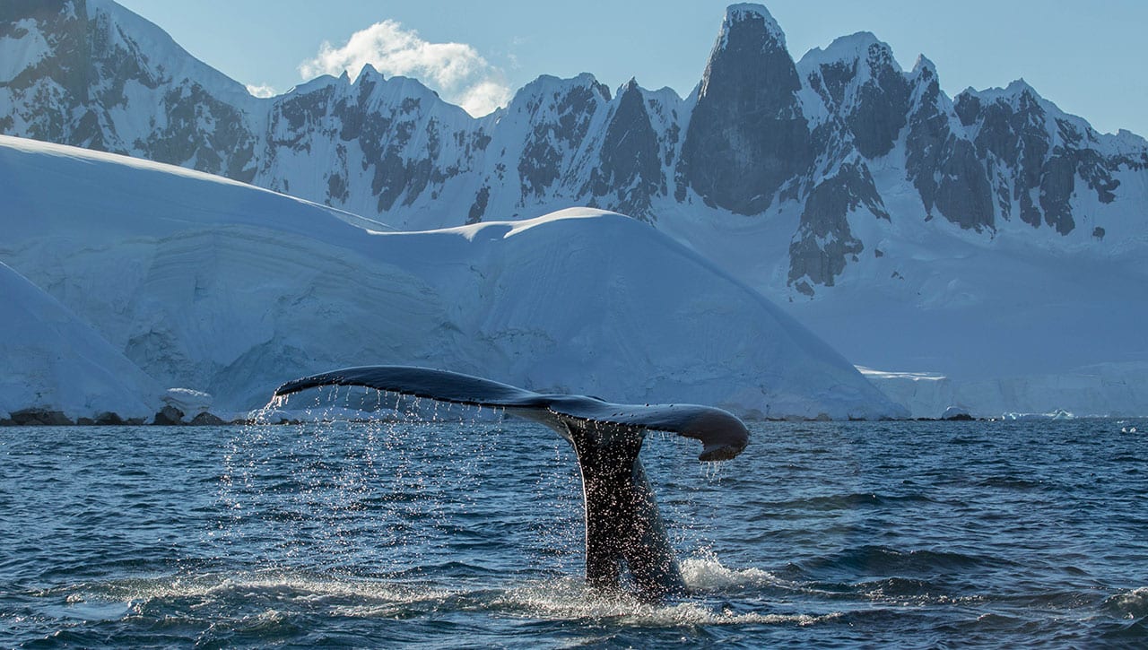 Monitoring Bacteria on Whale Skin