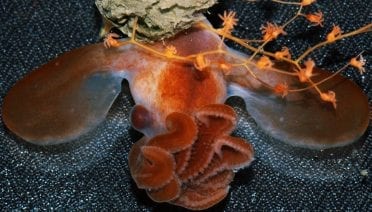 Rare Find from the Deep Sea