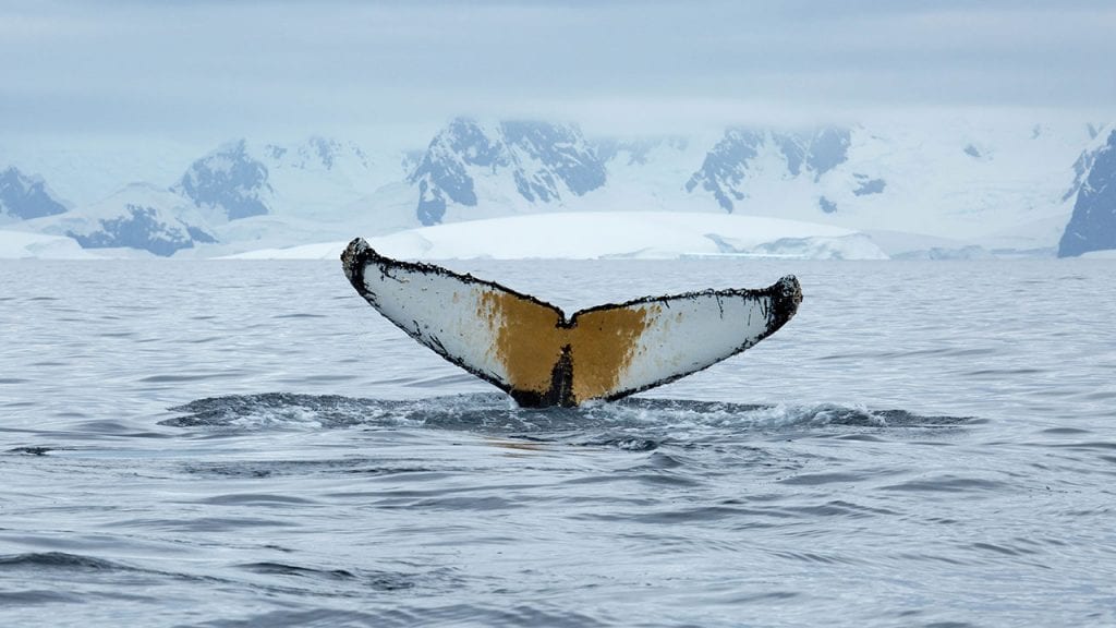 whale-tale-iceberg1280_483875.jpg