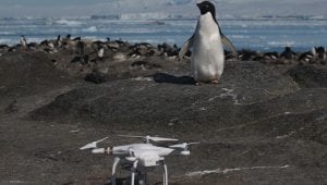 Previously Unknown "Supercolony" of Adelie Penguins Discovered in Antarctica
