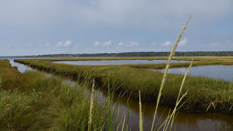 Cape Cod marsh