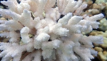 Coral Bleaching