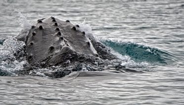 Humpback Health