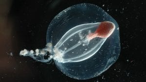 Jellyfish_graphics-dd_Lmadin-animals-DSC_0021_1920x1080.jpg