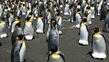 Penguins Go Through the Flow