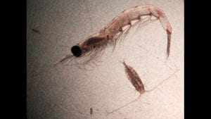 Krill-and-calanus-graphics-PD5_dailys-cl_20090504144156_1920x1080.jpg