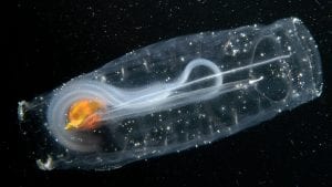 Salp_graphics-dd_Lmadin-animals-DSC_0843_1920x1080.jpg