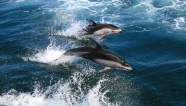 How Do Marine Mammals Avoid the Bends?