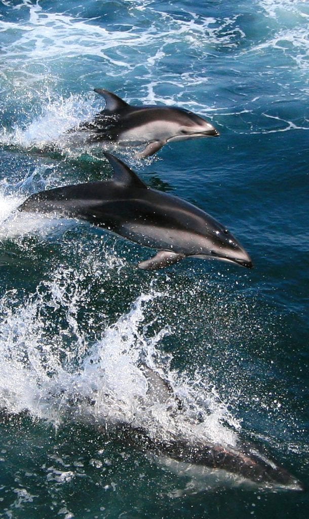 dolphins1280_489593.jpg