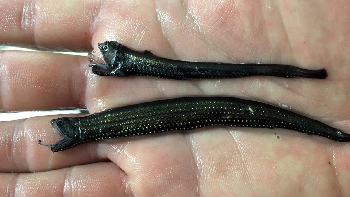 Fierce-Looking Fish