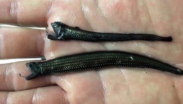 Fierce-Looking Fish