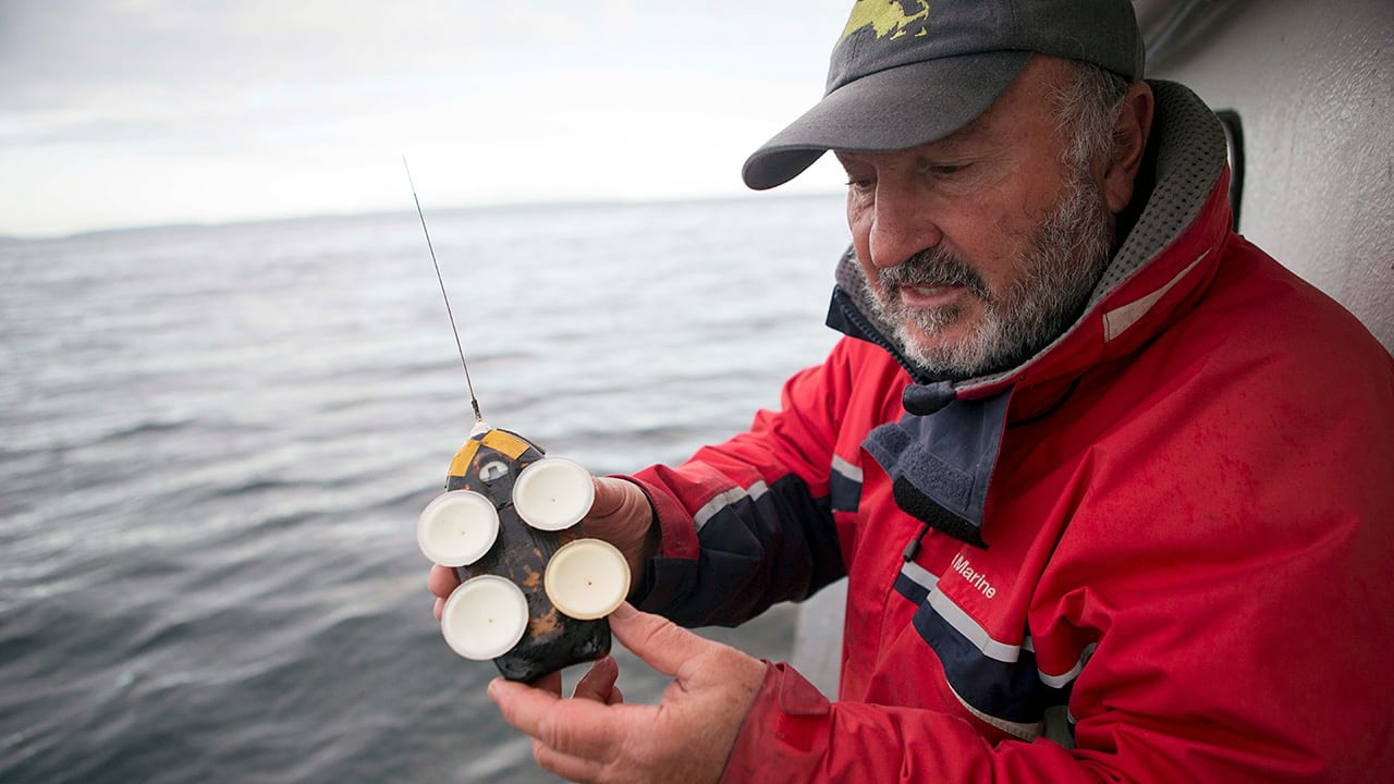 Tagging Ocean Giants