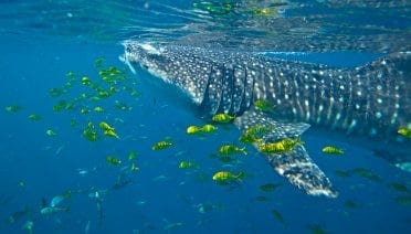 Playing Tag with Sharks
