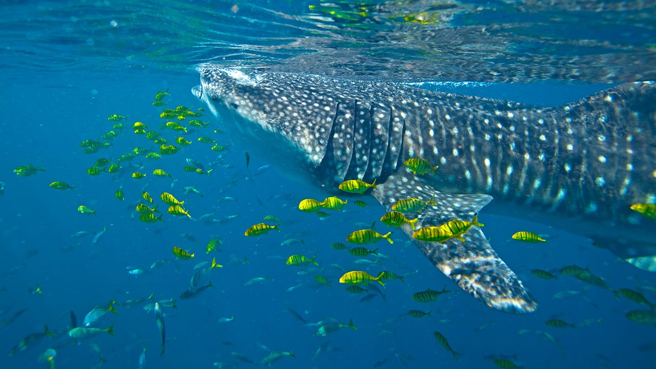 Playing Tag with Sharks