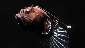 madin-anglerfish_1920x1080.jpg